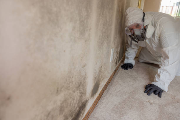 Why You Should Choose Our Mold Remediation Services in Hillsboro, IL